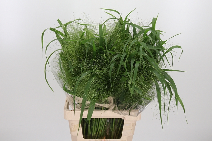 <h4>Panicum Fountain</h4>