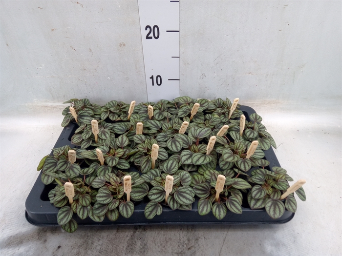 <h4>Peperomia albov. 'Piccolo Banda'</h4>