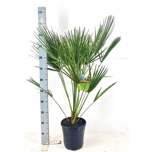 .Chamaerops humilis