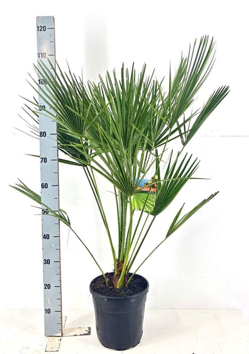 <h4>.Chamaerops humilis</h4>