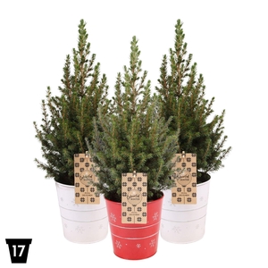 Picea glauca 'December'