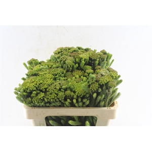 Kaaps Brunia Albiflora Green