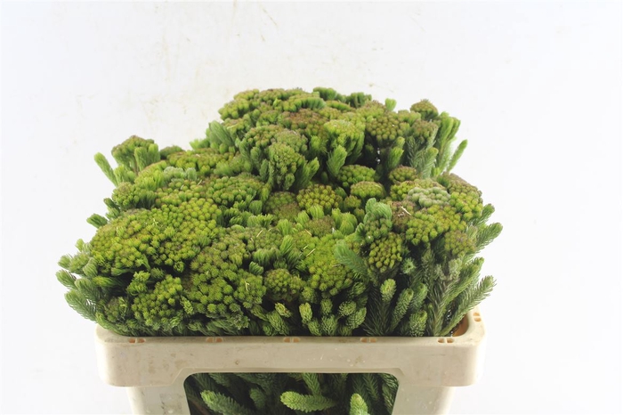 <h4>Kaaps Brunia Albiflora Green</h4>