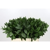 Ruscus aculeatus   ...groot blad