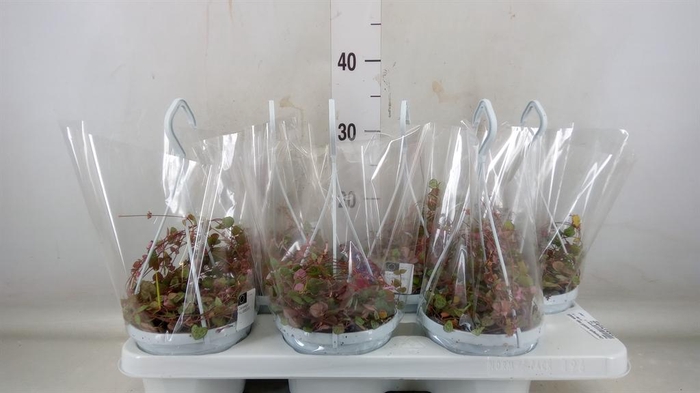 <h4>Ceropegia woodii ssp. woodii</h4>