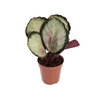 CALATHEA ROSEA PICTA ROSY P12