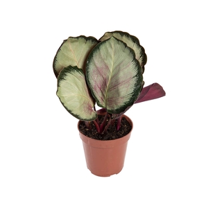 CALATHEA ROSEA PICTA ROSY P12