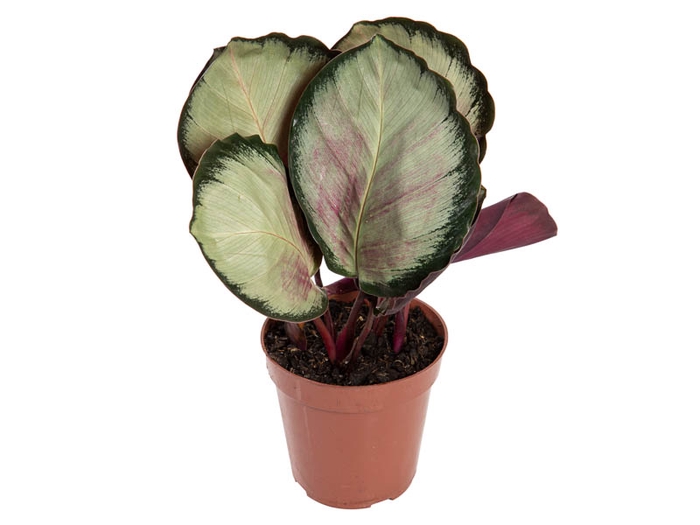<h4>CALATHEA ROSEA PICTA ROSY P12</h4>