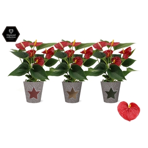 Anthurium Diamond Red in Jazz smartcup