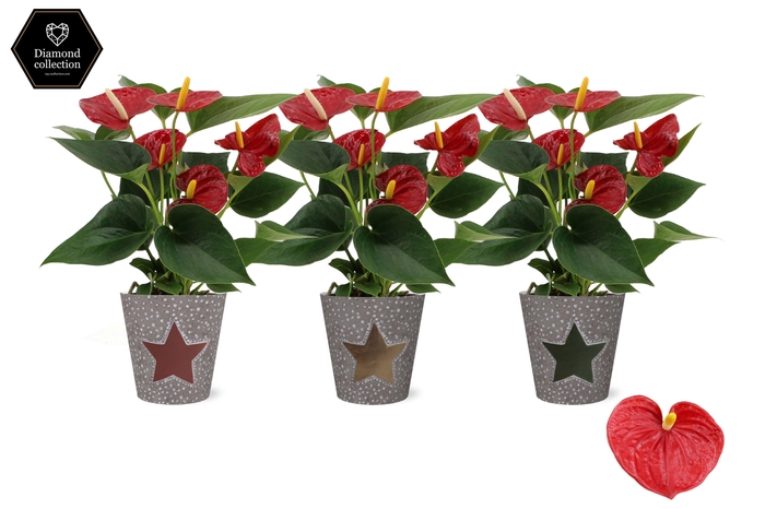 <h4>Anthurium Diamond Red in Jazz smartcup</h4>