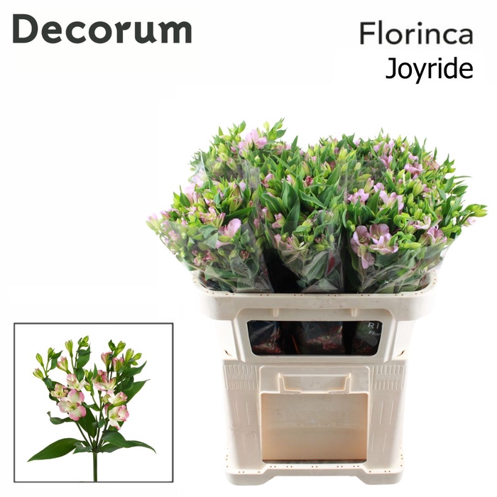 <h4>Alstroemeria Joy Ride</h4>
