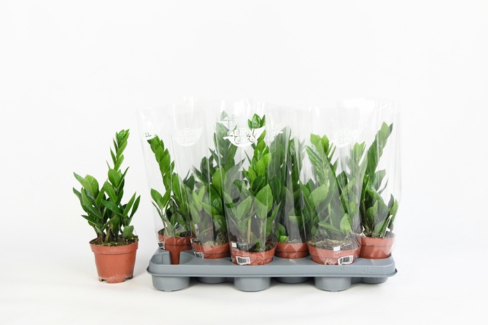 <h4>ZAMIO ZAMIIFOLIA</h4>