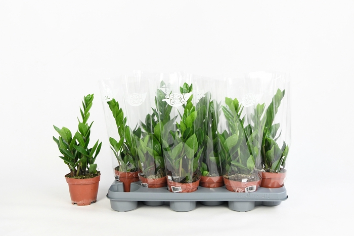 <h4>ZAMIO ZAMIIFOLIA</h4>