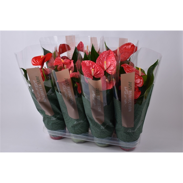 <h4>Anthurium gemengd rood/roze "Just Perfection" (XL Flowers)</h4>