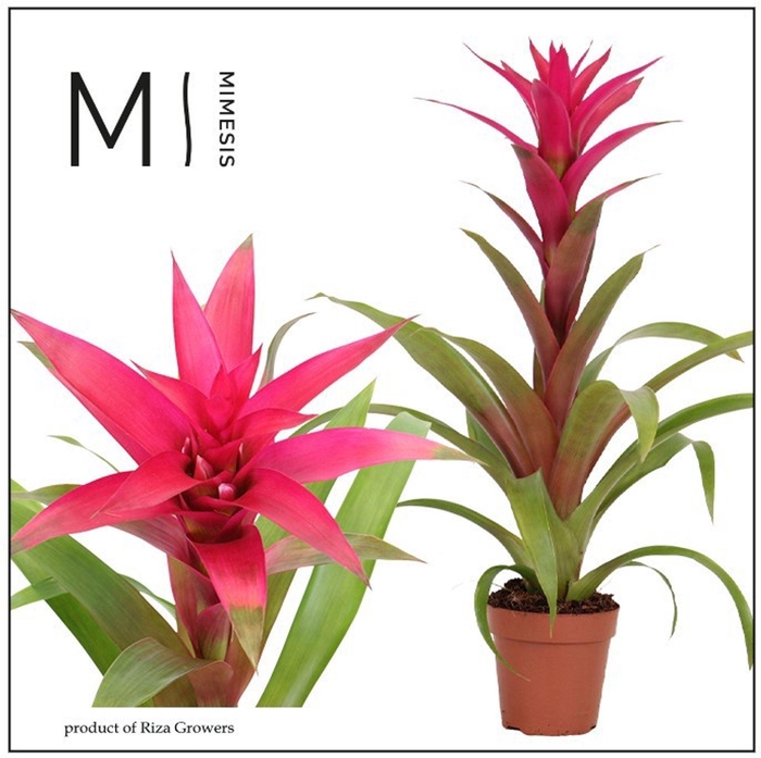 <h4>Guzmania Voila</h4>