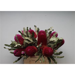 Banksia Menziesi Cerise
