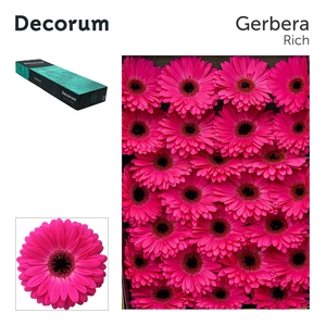 Gerbera Marilu Doos