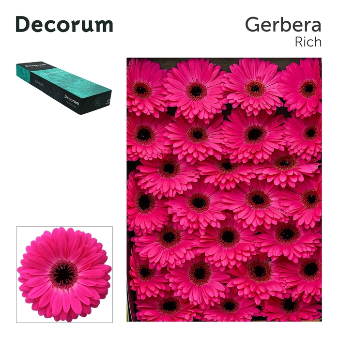 <h4>Gerbera Marilu Doos</h4>