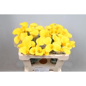Zantedeschia gold cup