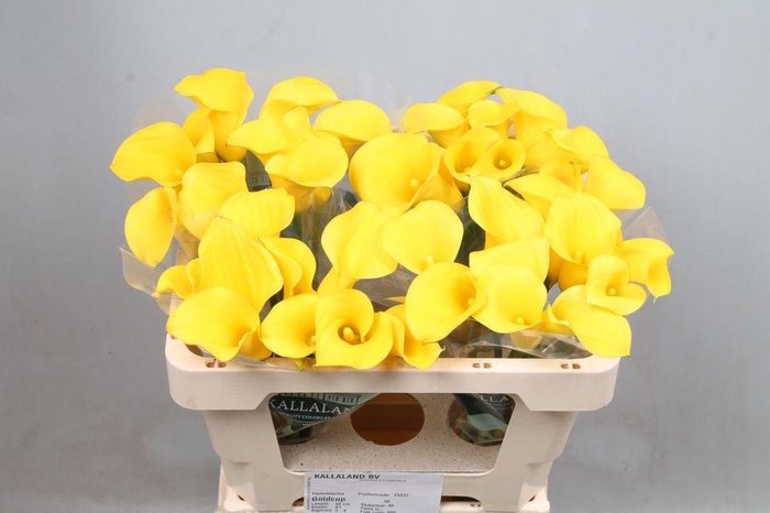 <h4>Zantedeschia gold cup</h4>