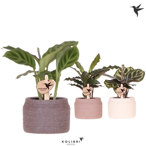 Kolibri Greens Calathea mix in Hieroglyph pot mix