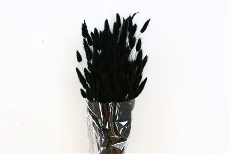 <h4>Dried Lagurus Black Bunch</h4>