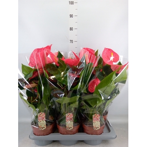 Anthurium andr. 'California'