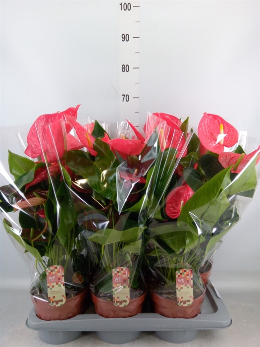 <h4>Anthurium andr. 'California'</h4>