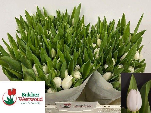 <h4>TU EN ROYAL VIRGIN</h4>