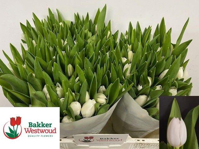 <h4>TU EN ROYAL VIRGIN</h4>