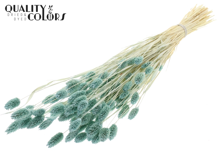 <h4>Phalaris per bunch Intense Light Blue</h4>