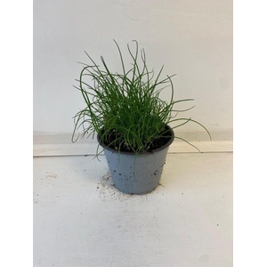 Allium schoenoprasum