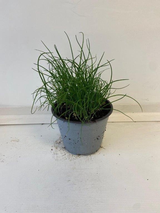 <h4>Allium schoenoprasum</h4>