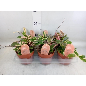 Hoya carnosa 'Floraganza Flamingo'