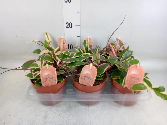 <h4>Hoya carnosa 'Floraganza Flamingo'</h4>