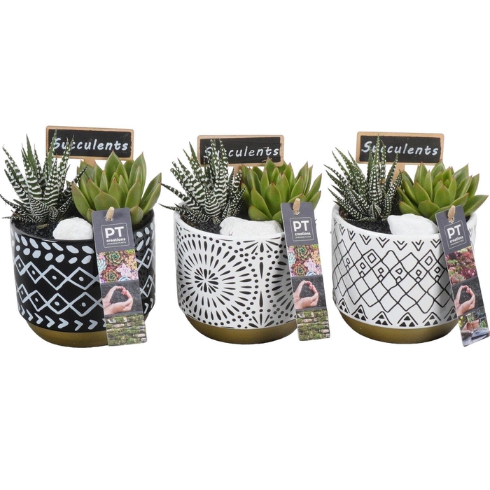 <h4>PTSU8472 Arrangement Succulenten in keramiek pot</h4>