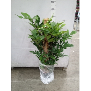 Philodendron pedatum
