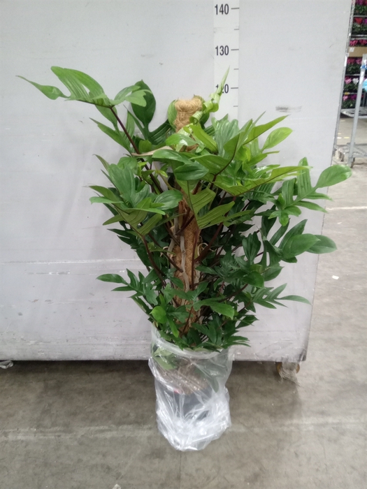 <h4>Philodendron pedatum</h4>