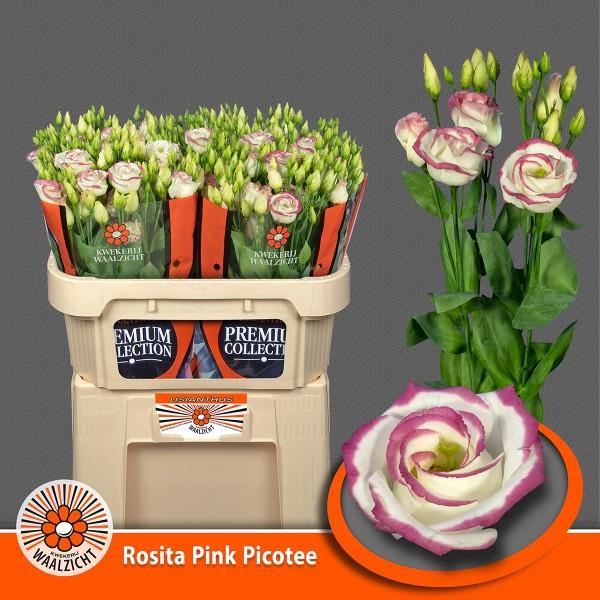 EUS G ROSI PINK PICO