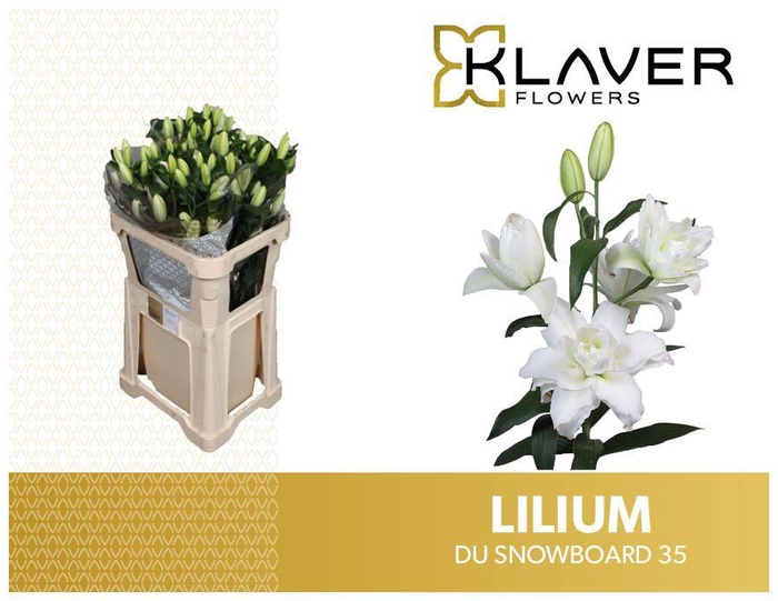 <h4>LI OR DU SNOWBOARD</h4>