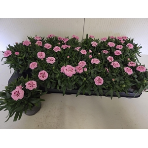 DIAN OSC PINK PURPLE