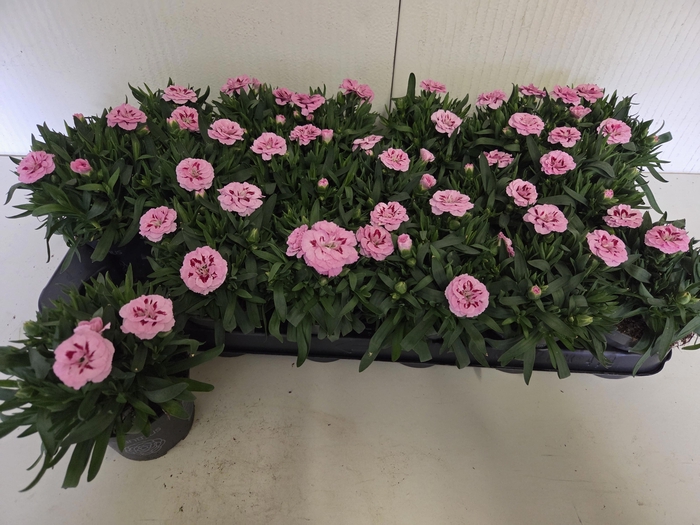 <h4>DIAN OSC PINK PURPLE</h4>