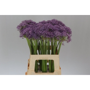 Allium Violet Beauty