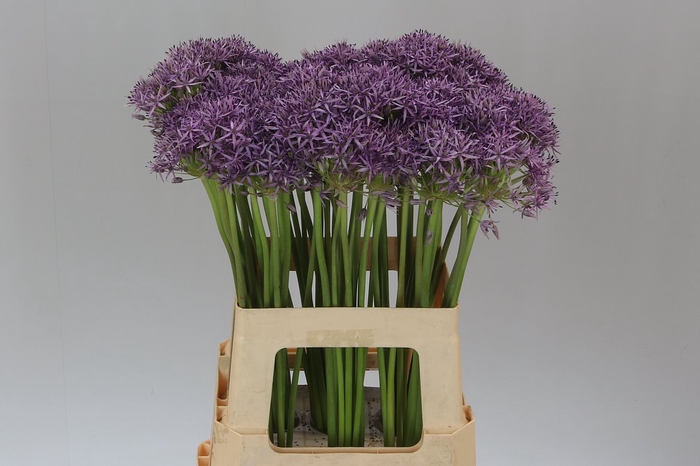 <h4>Allium Violet Beauty</h4>