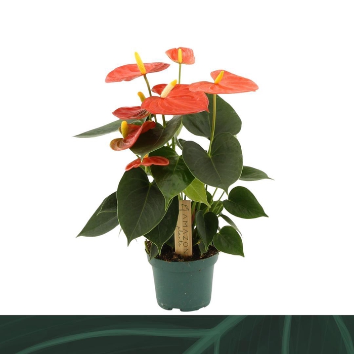 <h4>Anthurium Solara 9cm</h4>