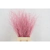 Betula Bs Paint Light Pink