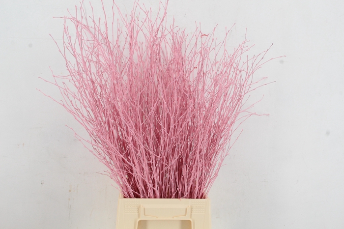 Betula Bs Paint Light Pink