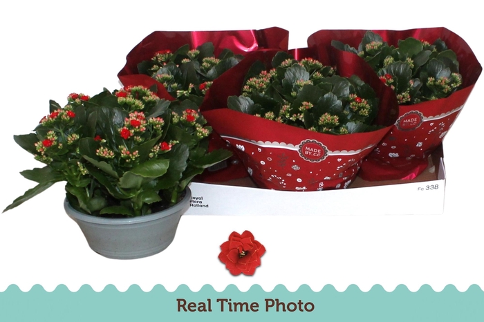 <h4>KAL GE DON JUSTINO</h4>