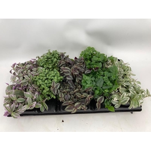 callisia + tradescantia