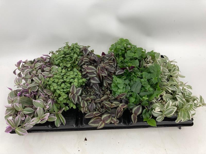 <h4>callisia + tradescantia</h4>